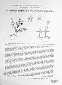 Exobasidium discoideum image